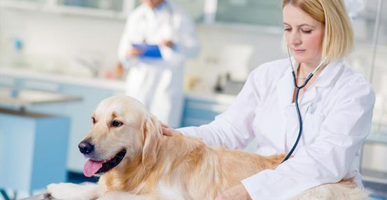 Veste bună pentru veterinari Veste bună pentru veterinari