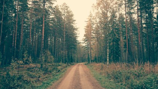 UDMR propune acordarea unui ajutor de stat pentru proprietarii de terenuri forestiere afectați de calamități naturale UDMR propune acordarea unui ajutor de stat pentru proprietarii de terenuri forestiere afectați de calamități naturale