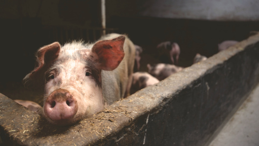 Clarificări privind noua lege adoptată care reglementează creșterea porcinelor