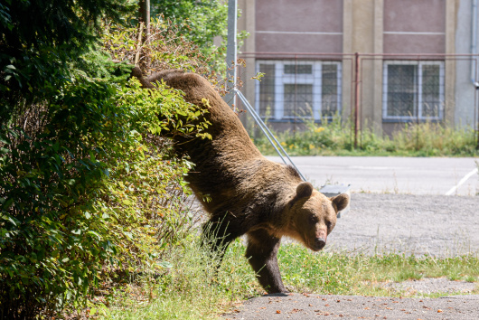 UDMR: Viața umană este mai presus de orice, cotele de vânătoare pentru urșii bruni să fie stabilite prin lege