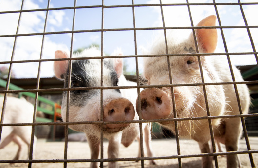 La inițiativa UDMR, Parlamentul a adoptat pachetul de legi pentru sprijinirea fermierilor – crescătorii de porcine și bovine beneficiază de sprijin, iar lupta împotriva pestei porcine africane devine mai eficientă